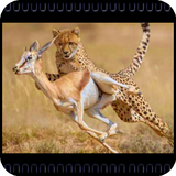 animalesvideos.documentalbest.com