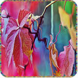 com.xiur19580725.maple.leaf