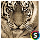 com.Sadroid.Photopalang