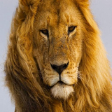 boudour.mohamed.aranimals