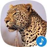 io.appp.sounds.leopard