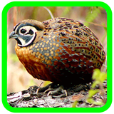 ir.ser.ta.peaz.parvaresh.belderchen.d