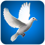 com.birdwallpaper.bestbirdimages.hdwallpapers