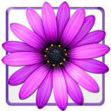 com.banafshedev.flower