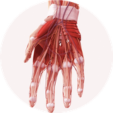 com.edutechnologies.anatomymcqshandbook