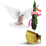 ir.aflakian.alipour.ir