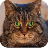 com.hd.catwallpaper.catpictures.cute.cat.beautiful.images