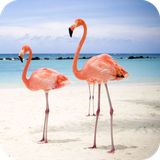 com.flamingowallpaper.wallpaper.hdwallpaper