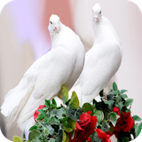 com.pigeon.wallpaper.pigeonbestwallpaper