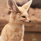 com.stahmoby.fennecstahm