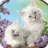 com.cat.wallpaper.catbestwallpaper