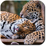 com.Luna.JaguarWallpapers