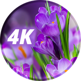 com.david_wallpapers.flowers