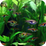 aquarium3d.fundo3d.com