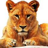 org.nokteh.animalsforchildren4_10