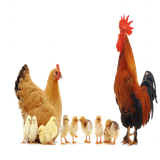 ir.arzanikamran.nmorg