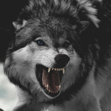 com.bakur30.kurtadam