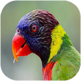 folad.parandeganeafrigha