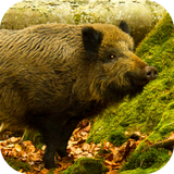 com.leafgreen.wildboar