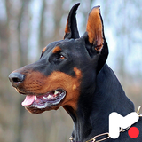 mobipa.DobermanPinscherWallpapers