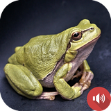 com.akadtech.frogsounds.ringtone