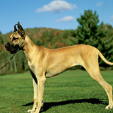 com.altothem.GreatDaneDogsWallpapers