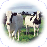 zabol.damparvarivakeshavarz