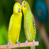 com.budgerigar.lovebird
