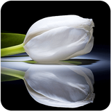 com.shadowapps.tasliat