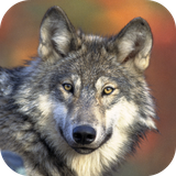 com.andromo.dev230101.app319116