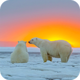 com.polar.bear.wallpaper.polarbeardulalwallpaper