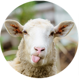 ir.rezabahrami.sheep