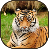 ir.tinasoft.animals_and_sounds_for_kids