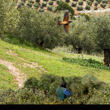 com.edujuancar.cazazorzal