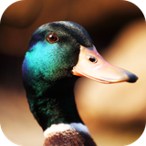 com.andromo.dev230101.app214420