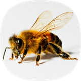 com.Bee.Sounds.Notification.Effects.Music.Ringtones