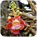 com.foodstreeswallpaper.tree.apple.food.nature.wallpapers