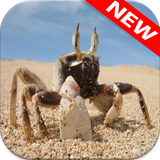 com.animalwallpaper.crab