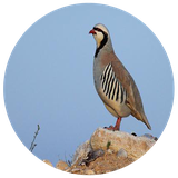 ir.shina.parvareshkapk