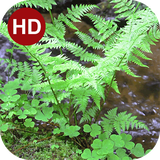 ir.hmh.PeaceLiveWallpaper_4_free