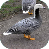 com.sra_ht.parvareshghaz