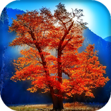 com.moving.wallpapers.tree.live.wallpaper