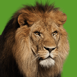 animaldocumentary.movies