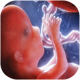 khone.royanshenasivamodelhayorganism