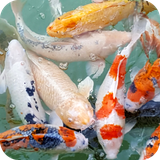 com.fishwallpaper.wallpaper.hdwallpaper