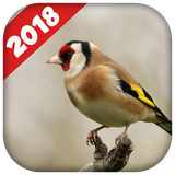 com.chardonneretsonnerie.chant.maknin