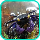 com.app3dwallpaperhd.crabwallpaper