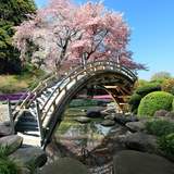 com.livewallpapers3d.sakuragardens