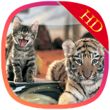 com.glh3.animalswallpaper