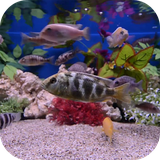 com.pg.aquariumvideowallpaper